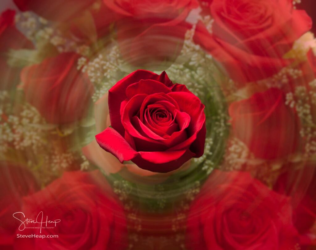 Detailed close shot of velvet red roses in romantic Valentine's Day or birthday bouquet. Prints available in my online store