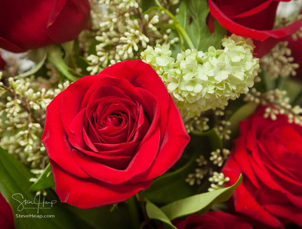 Detailed close shot of velvet red roses in romantic Valentine's Day or birthday bouquet. Prints available in my online store