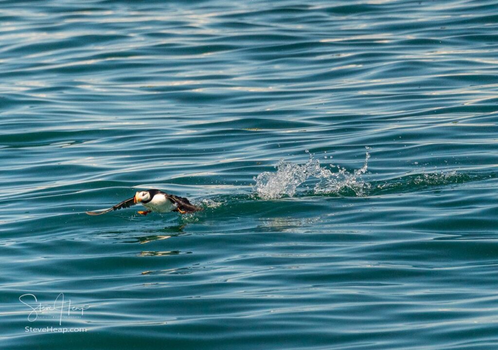 Single puffin taking off from the ocean in Resurrection Bay near Seward in Alaska. Available in my online store