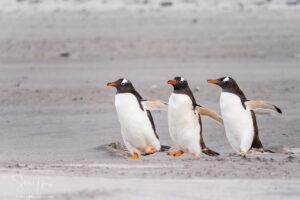 The Penguins of Bluff Cove