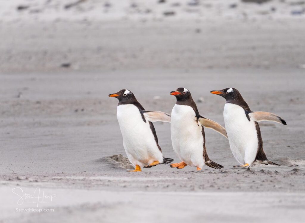 Three Gentoo penguins is company on the way to the ocean