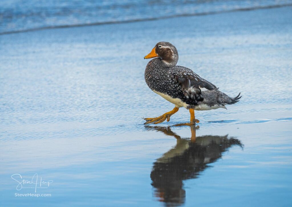 Falkland Steamer duck