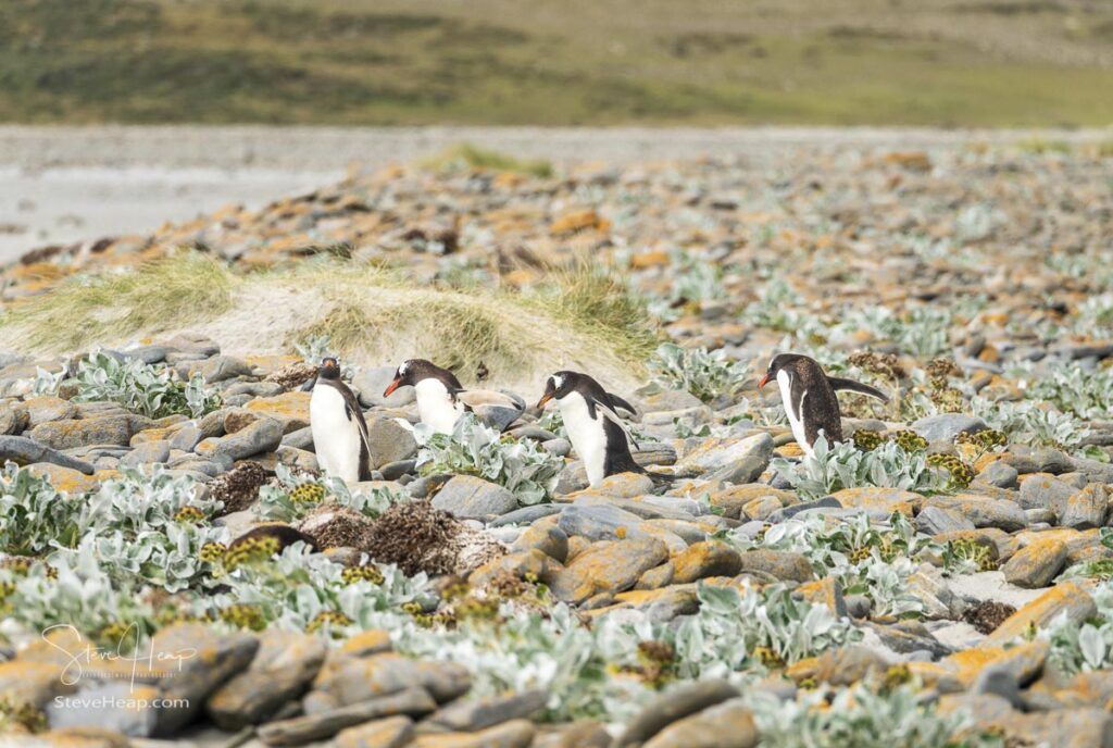 Gentoo penguins hopping over the rocks on their way to the beach
