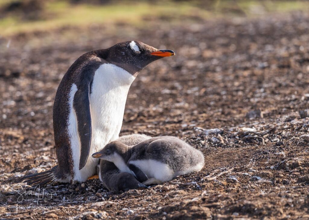 Two Gentoo chicks with a parent