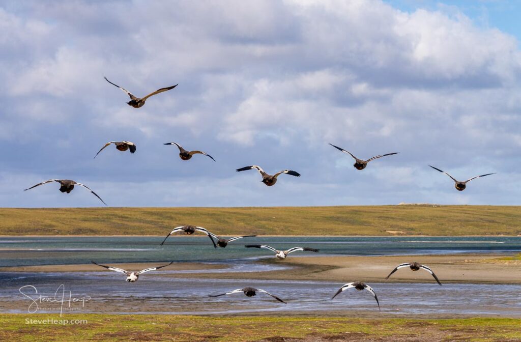 Skua seabirds taking off from the beach