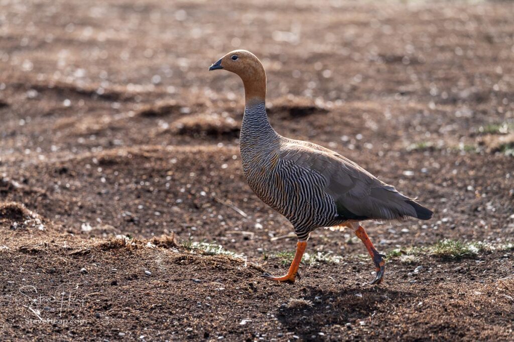 Ruddy headed goose