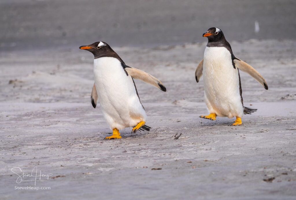 Gentoo penguins picking up speed once on the sand