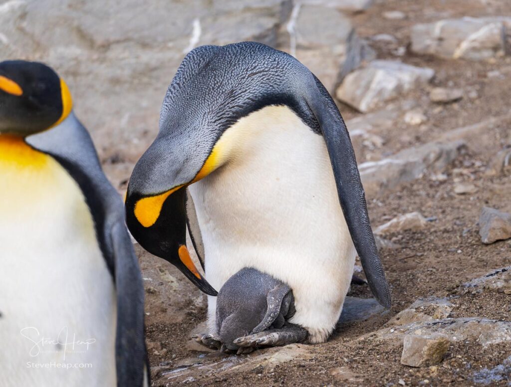Check hiding in the fur and feathers of the King penguin
