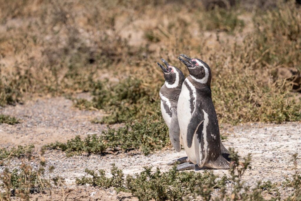Magellanic Penguins making their call (and drying themselves in the sun after a swim)