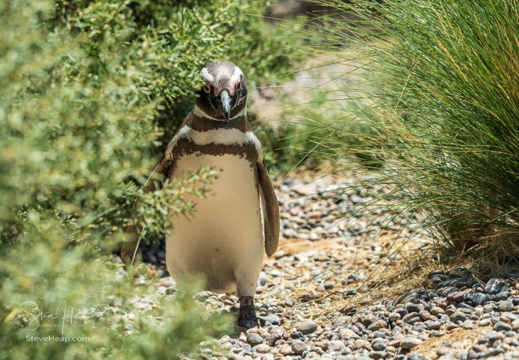 Magellanic penguin walking back from the beach and ocean
