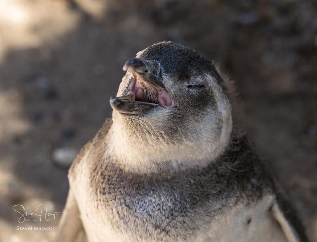 Magellanic penguin showing the ridges that line the upper part of their mouth and throat