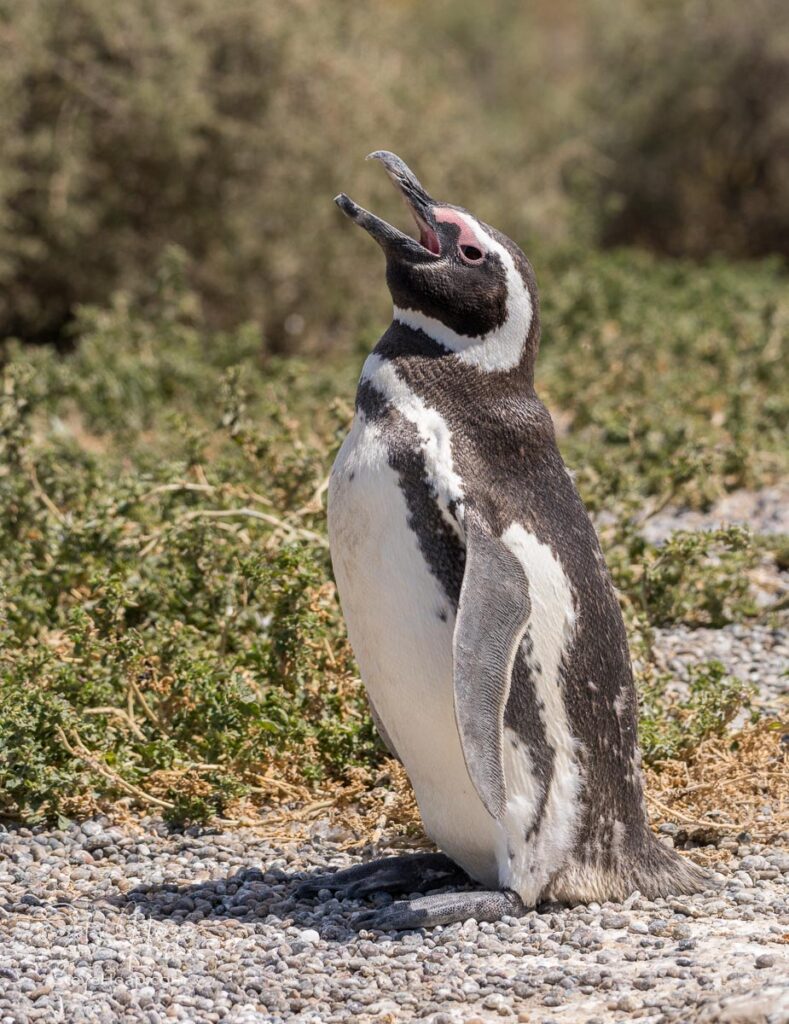 Magellanic penguin giving its trademark braying call