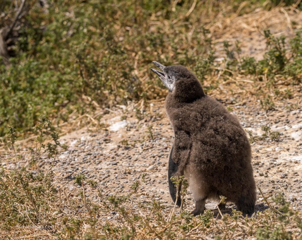 Penguin chick in its original coast of dense fur and feathers before shedding that