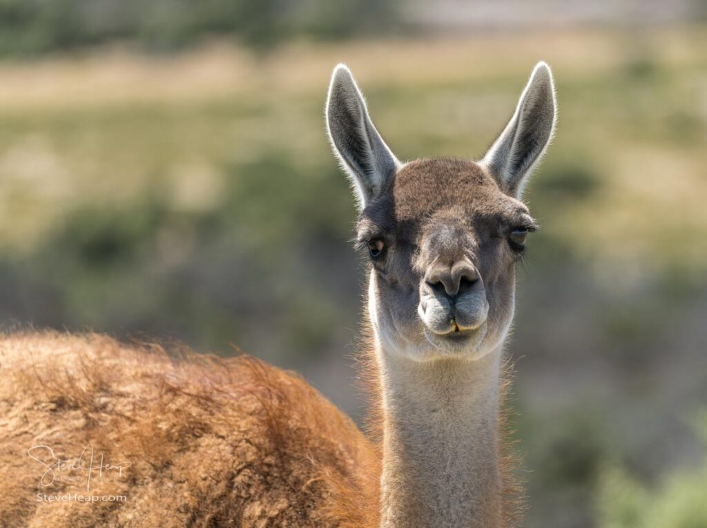 Guanaco looking at the camera - a species related to camels and llamas