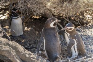 Magellanic Penguins of Punta Tombo