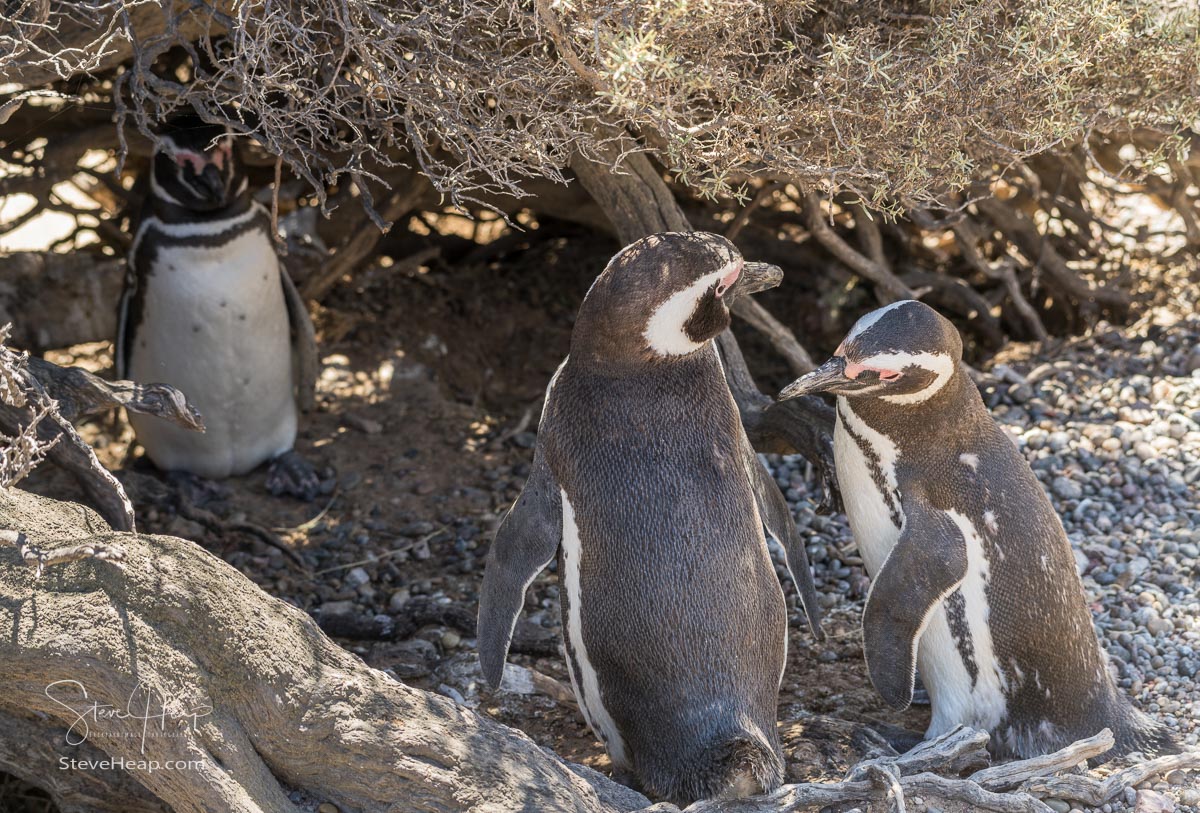 Magellanic Penguins of Punta Tombo