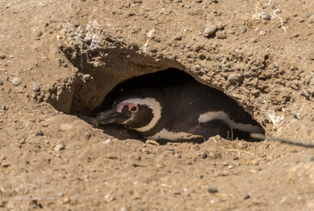 Magellanic penguin resting in its nest dug into the sandy ground