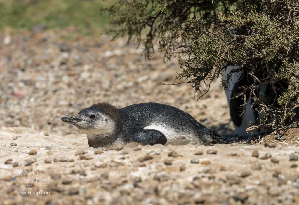 Small penguin chick outside the nest which is normally dug into the sandy soil