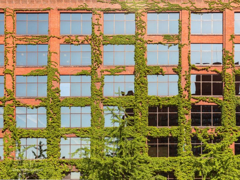 Modern Chicago brick office with green leaves, plants and creepers growing around the windows to improve the environment
