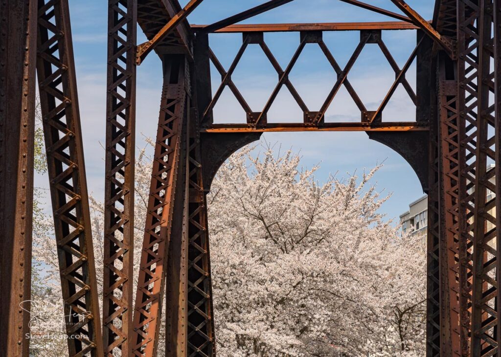 Old steel girder bridge carrying walking and cycling trail in Morgantown over Deckers Creek with cherry blossoms. Prints in my store