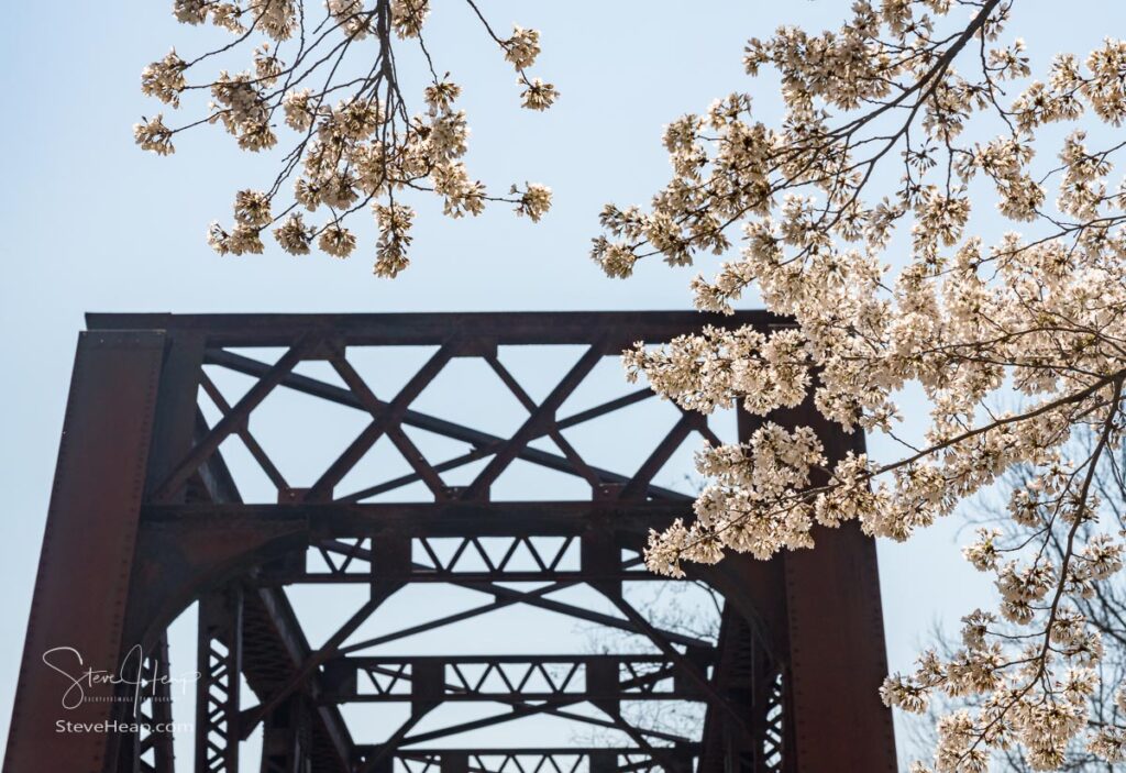 Old steel girder bridge carrying walking and cycling trail in Morgantown over Deckers Creek with cherry blossoms. Prints in my store