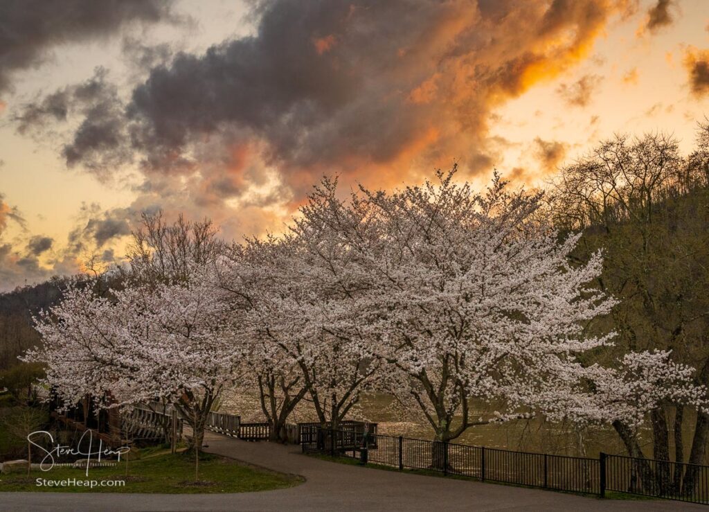 Old steel girder bridge carrying walking and cycling trail in Morgantown WV over Deckers Creek with cherry blossoms blooming in the spring. Prints in my online store