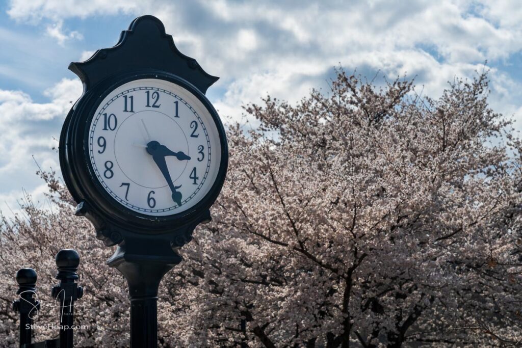 Old fashioned clock by the walking and cycling trail in Morgantown WV with cherry blossoms blooming in the spring. Prints in my online store