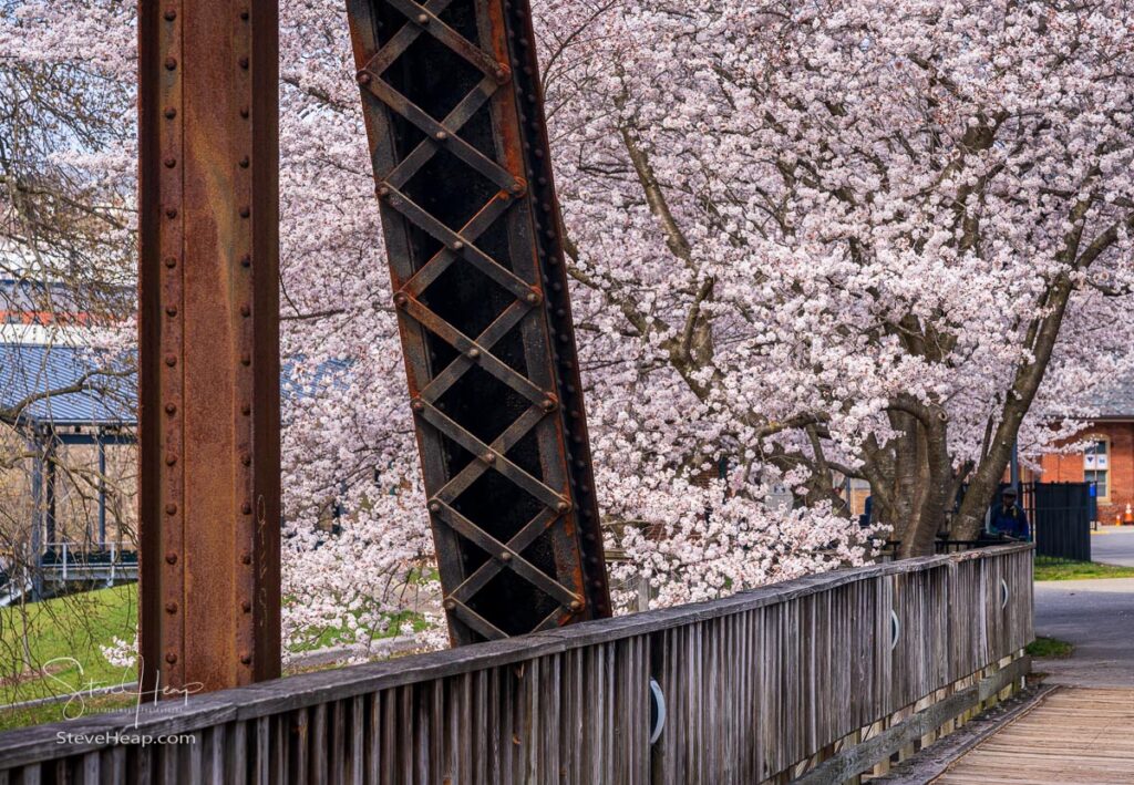 Old steel girder bridge carrying walking and cycling trail in Morgantown WV over Deckers Creek with cherry blossoms. Prints in my store