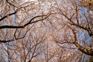 Cherry Blossom trees by the riverfront of Morgantown