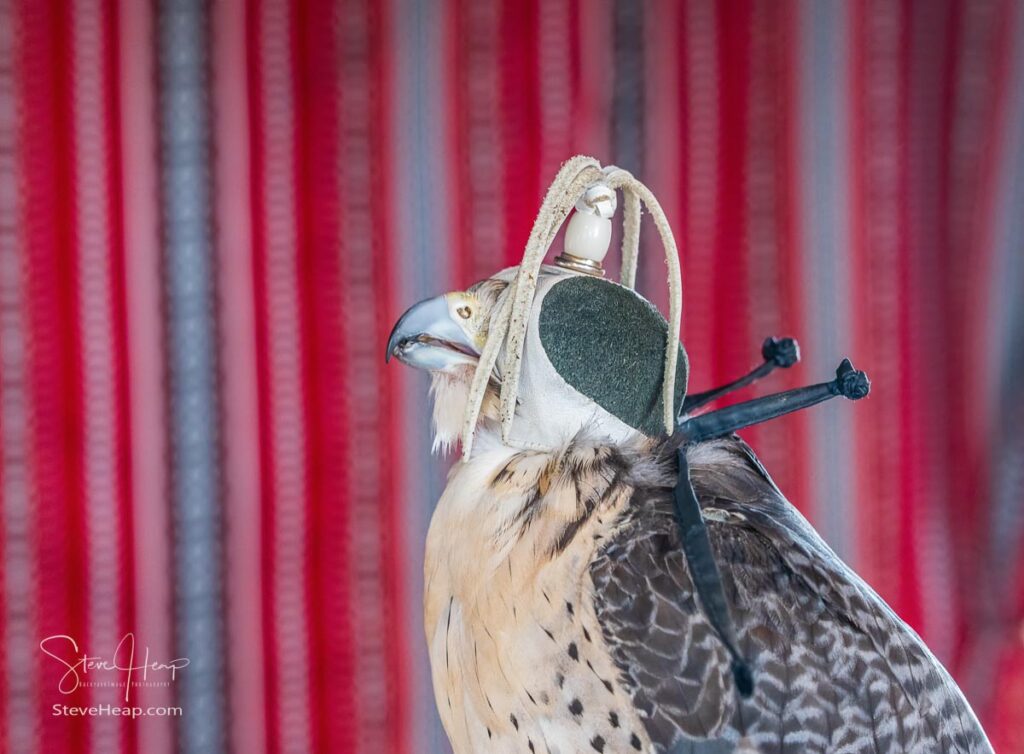 Detail portrait of falcon or hawk wearing a traditional leather cap or hat with wall hanging behind. Prints in my online store