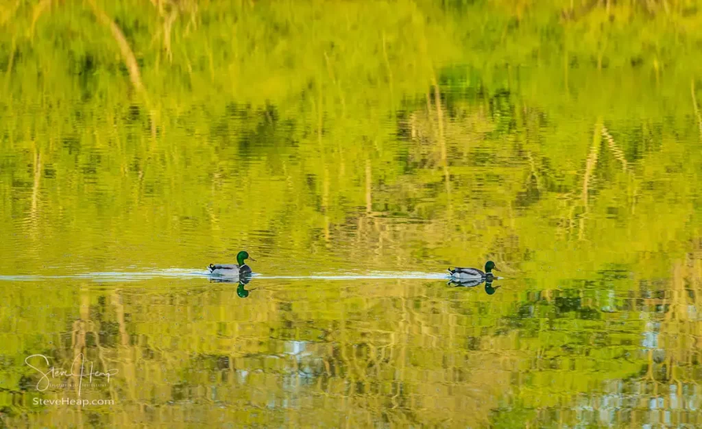 Two ducks caught in the sunlit reflection of the trees on the distant bank of the lake