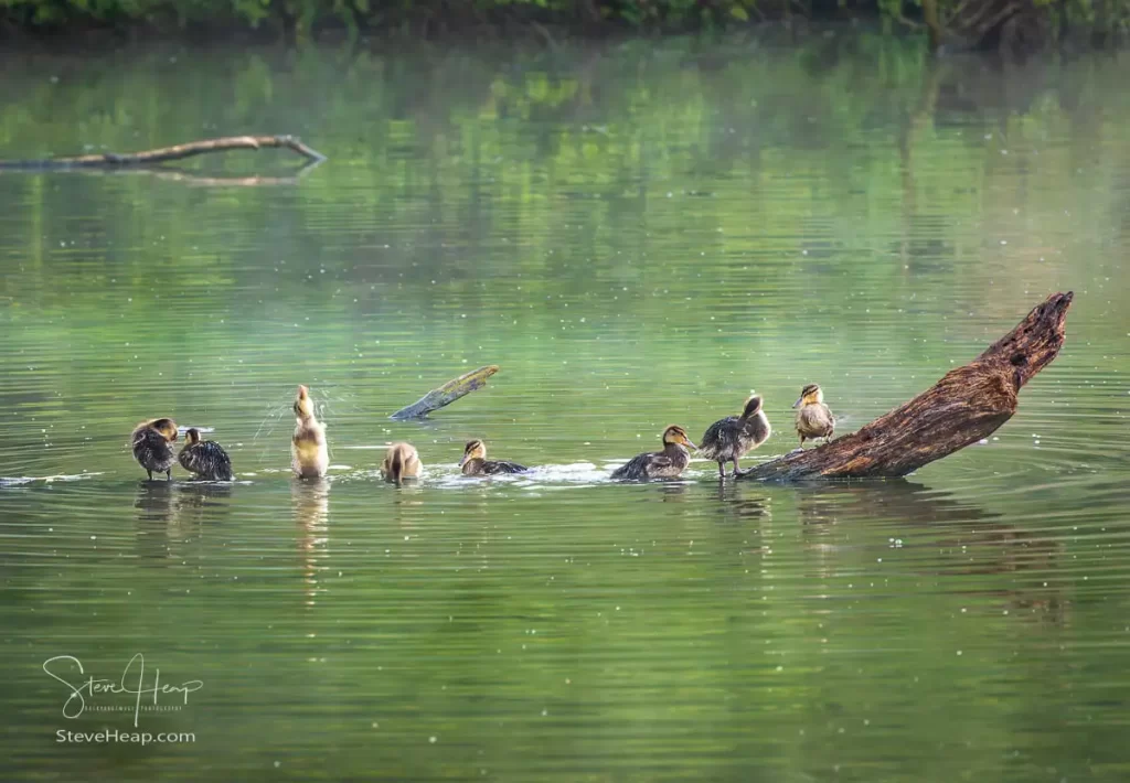 Ducklings having their evening bath before bedtime