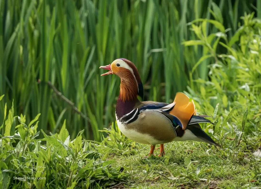 Mandarin duck makings its presence known alongside the Mere in Ellesmere