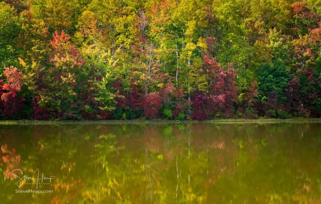 Reflections of some fall leaves on the trees around Coopers Rock reservoir in the calm waters near Morgantown, WV. Prints can be purchased in my store