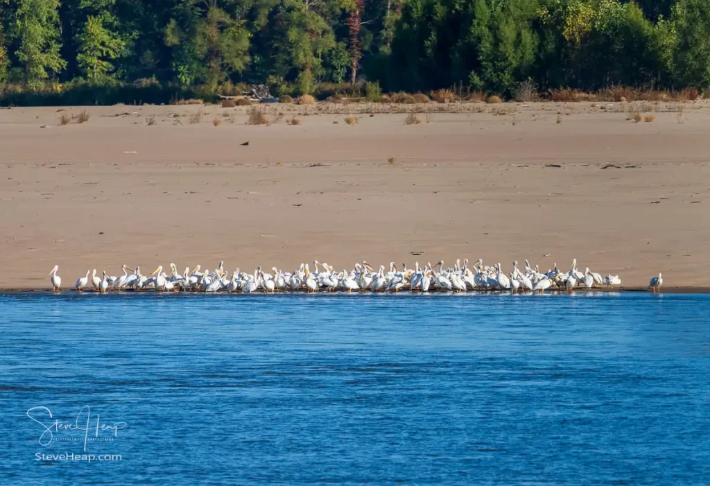 Flock of American White Pelicans on the sand by the side of the Mississippi River