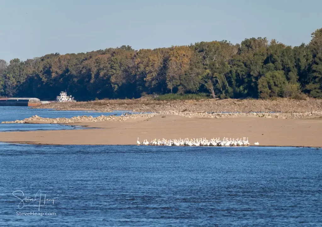 Large flock of American White Pelicans grouped by the water's edge on the Mississippi River