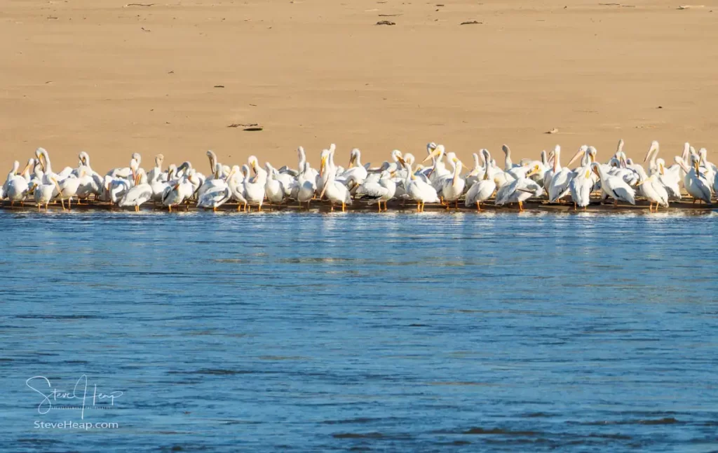 Close up of a flock of American White Pelicans grouped along the water's edge of the Mississippi River. Prints available in my online store