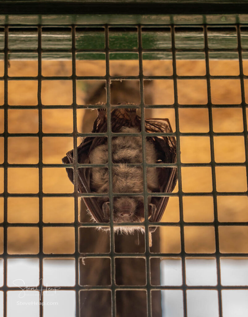 Bats eat the insects around the books in the Johannine Library of the University of Coimbra in Portugal