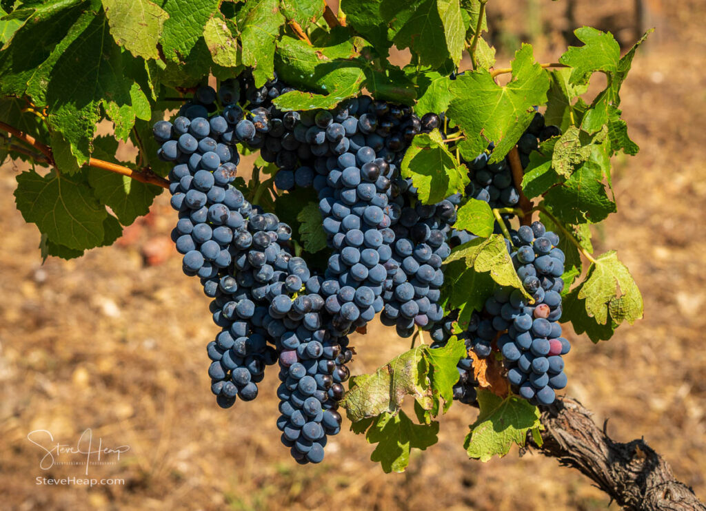 Bunches of black or red grapes for port wine production line the hillsides of the Douro valley in Portugal. Prints available in my online store