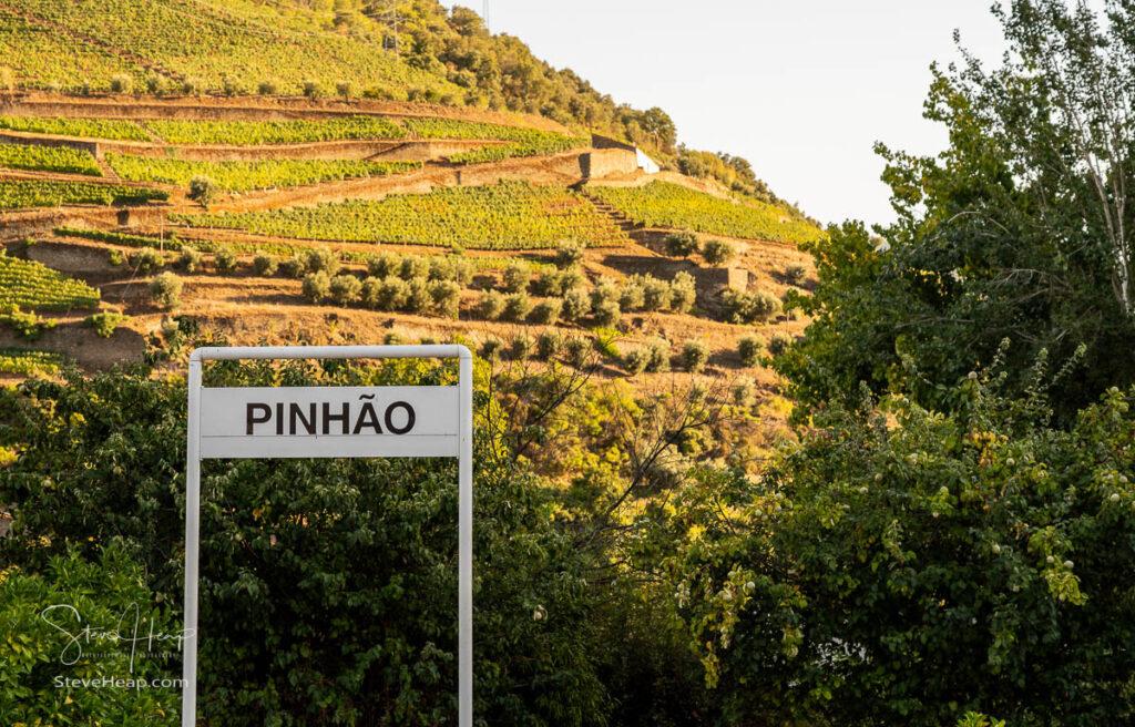 Terraces of grape vines for port wine production line the hillsides of the Douro valley by Pinhao railway station