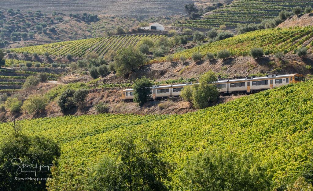 Local train passes vineyards which line the hillsides of the river Douro in Portugal near Guarda