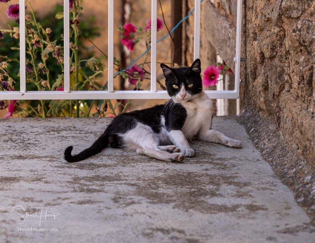 Small black and white cat or kitten resting on stone steps and staring at the camera in Castello Rodrigo Portugal
