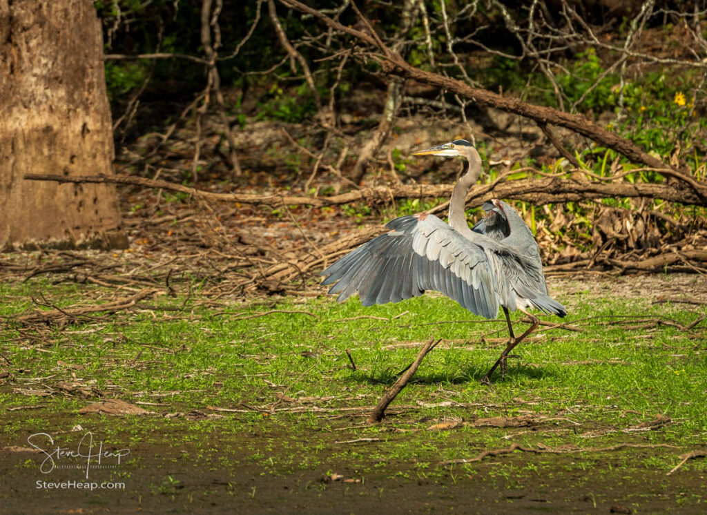 Great blue heron bird standing for portrait by the calm waters of the Atchafalaya Basin near Baton Rouge Louisiana with outstretched wings