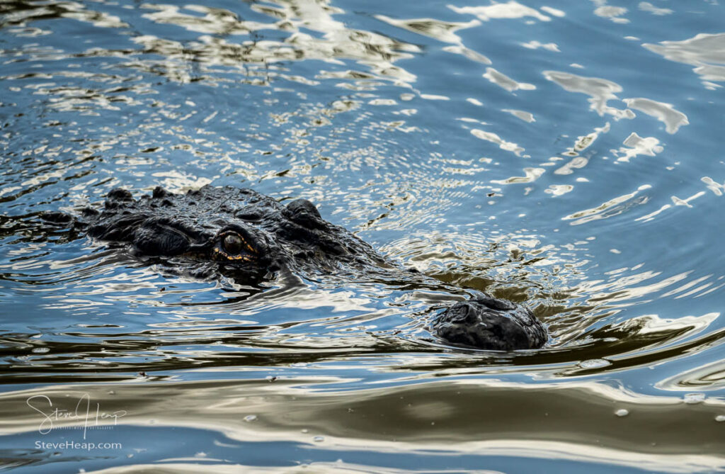 American alligator approaching across calm waters of Atchafalaya delta with eyes and snout visible in ripples. Prints available in my online store