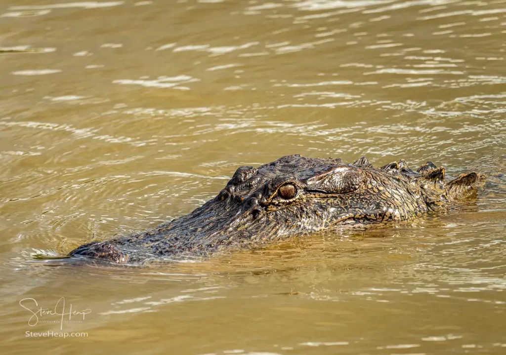 Airboat Ride in the Atchafalaya Basin in Louisiana