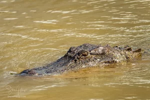 Airboat Ride in the Atchafalaya Basin in Louisiana