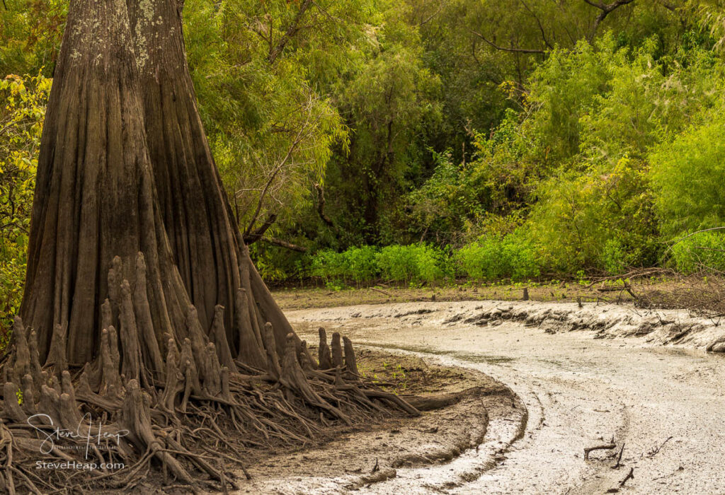 Muddy channel or pathway taken by airboat tours of the bayou of Atchafalaya Basin near Baton Rouge Louisiana