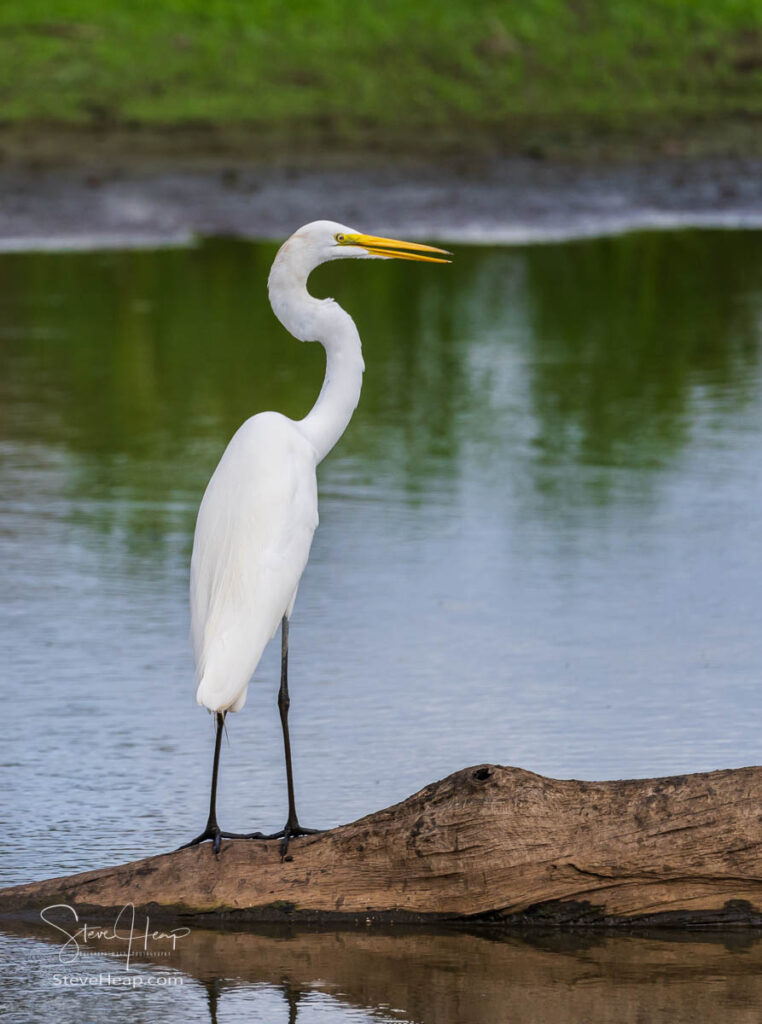 Great Egret bird perched on stumps from felling of bald cypress trees in calm waters of the Atchafalaya Basin. Prints here in my store