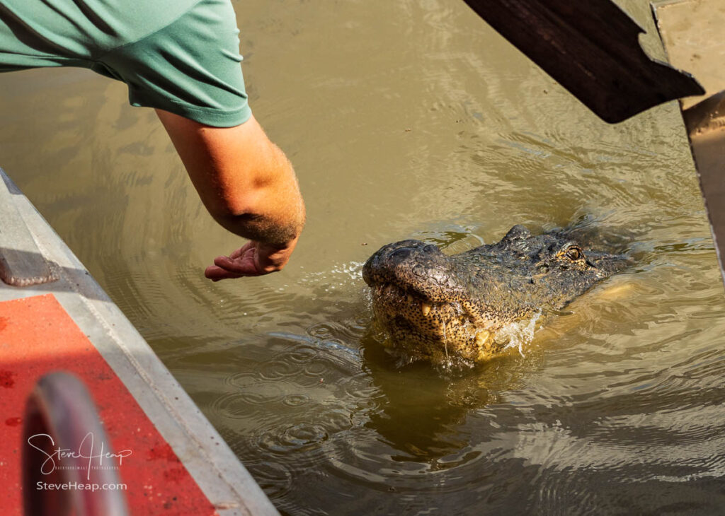 American alligator being fed from airboat in calm waters of Atchafalaya delta