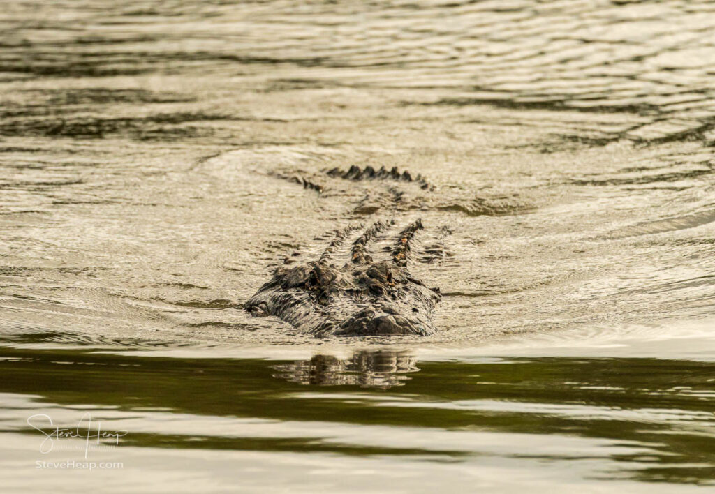American alligator approaching across calm waters of Atchafalaya delta with eyes and snout visible in ripples. Prints available in my online store
